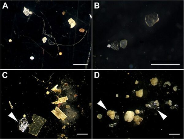 Microplastics in sediment from the rivers Elbe, Moser, Neckar, and Rhine.