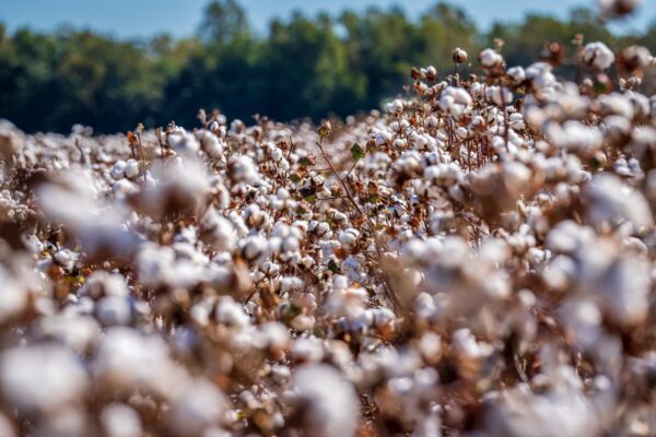 Image of an organic cotton field, a raw material whose fabric is often used by sustainable clothing brands.